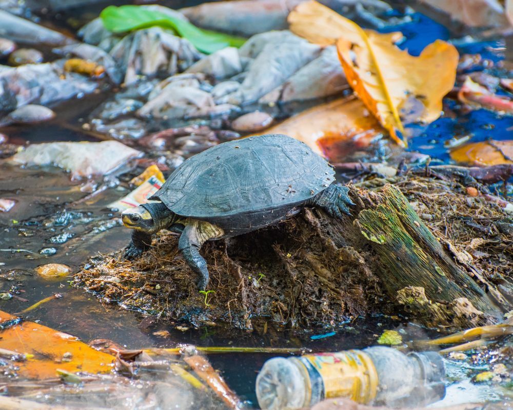 turtle in trash filled water