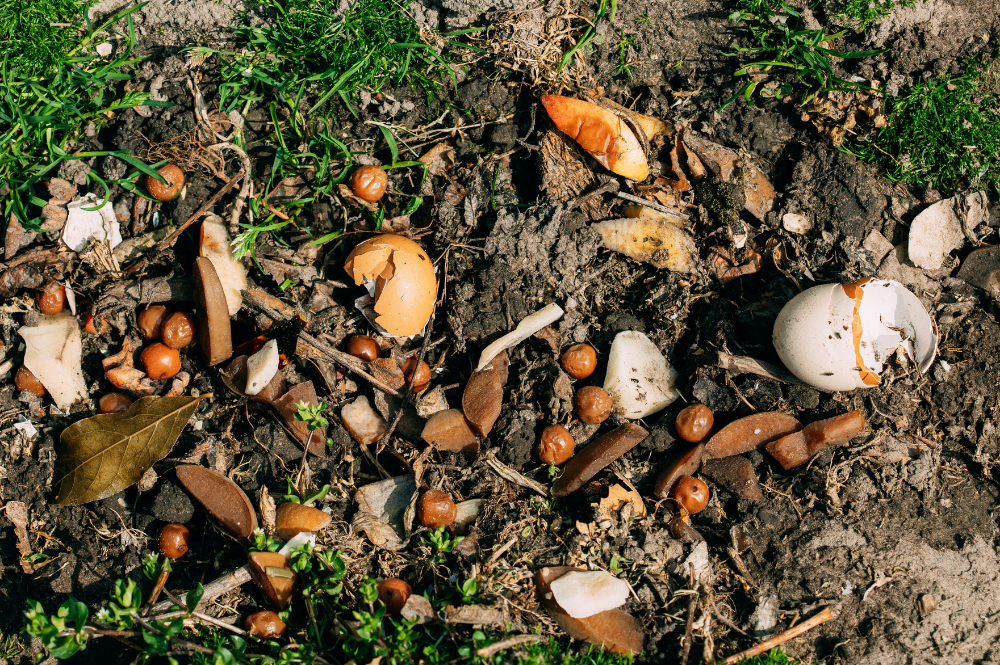compost pile with food scraps compost pile with food scraps