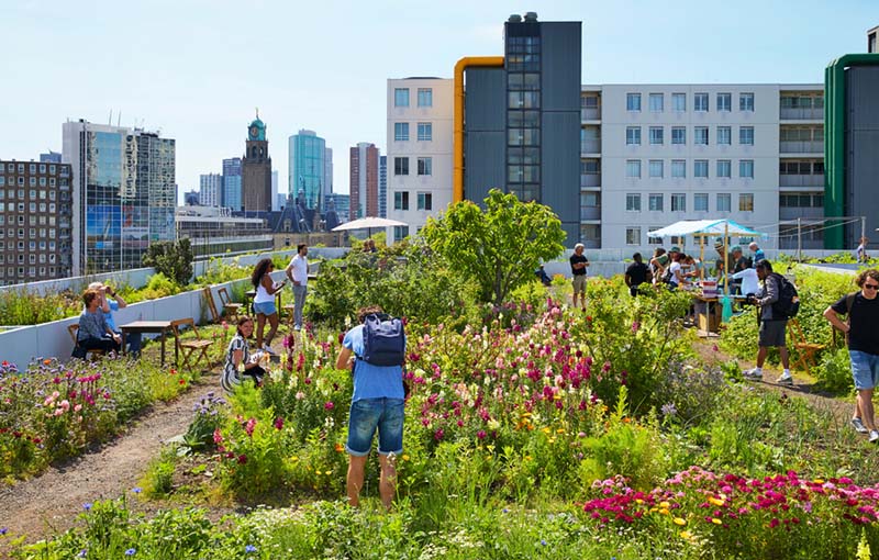 Grow your own urban garden